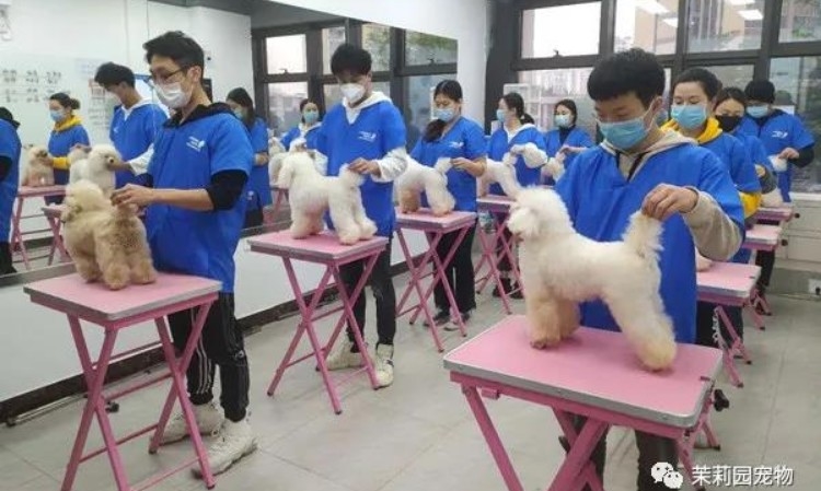 广州茉莉园宠物美容培训